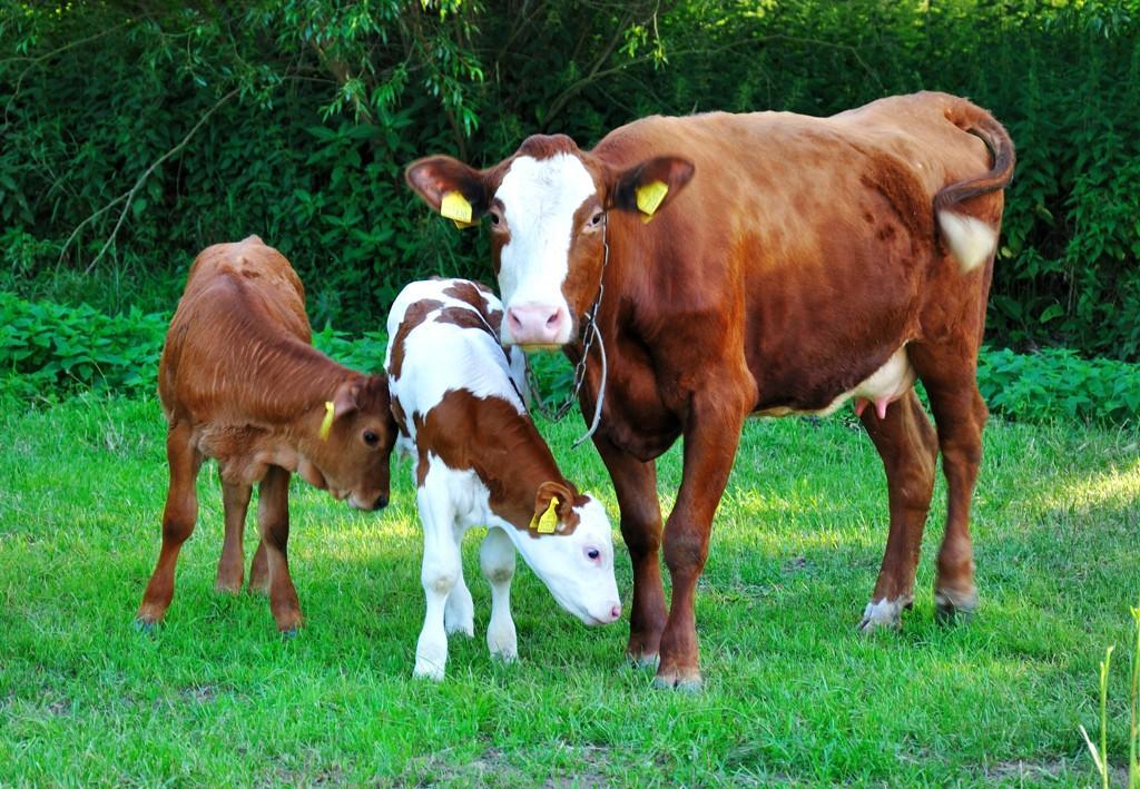 Farma Ztracenka Ξενοδοχείο Porici nad Sazavou Εξωτερικό φωτογραφία